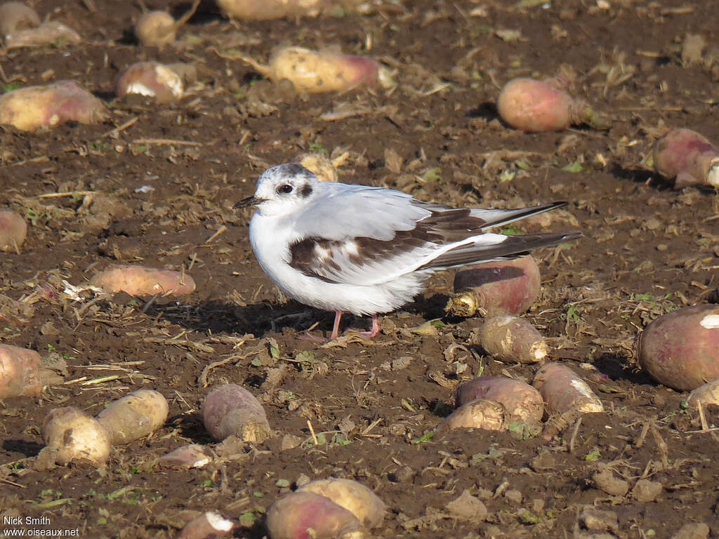 Mouette pygmée