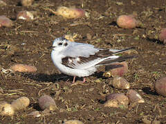 Mouette pygmée