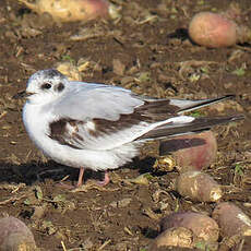 Mouette pygmée