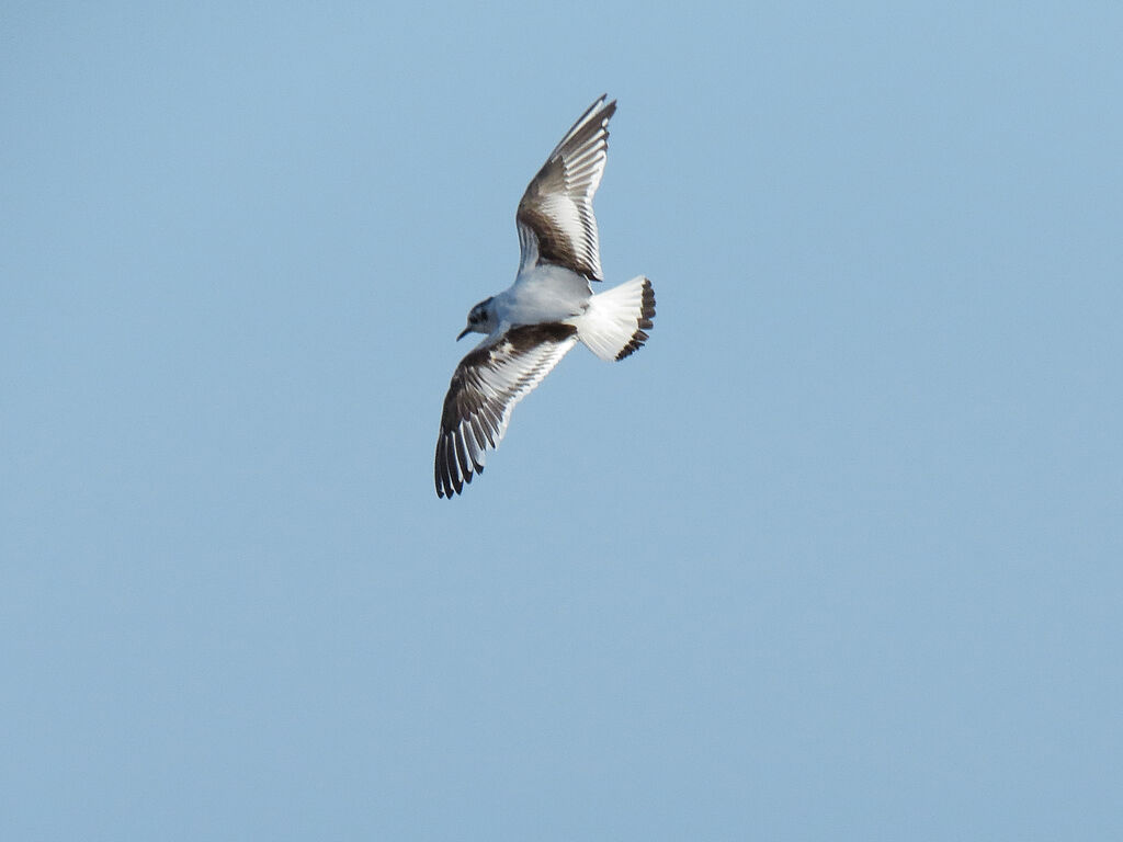 Little Gull