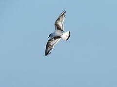 Little Gull