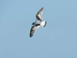 Mouette pygmée