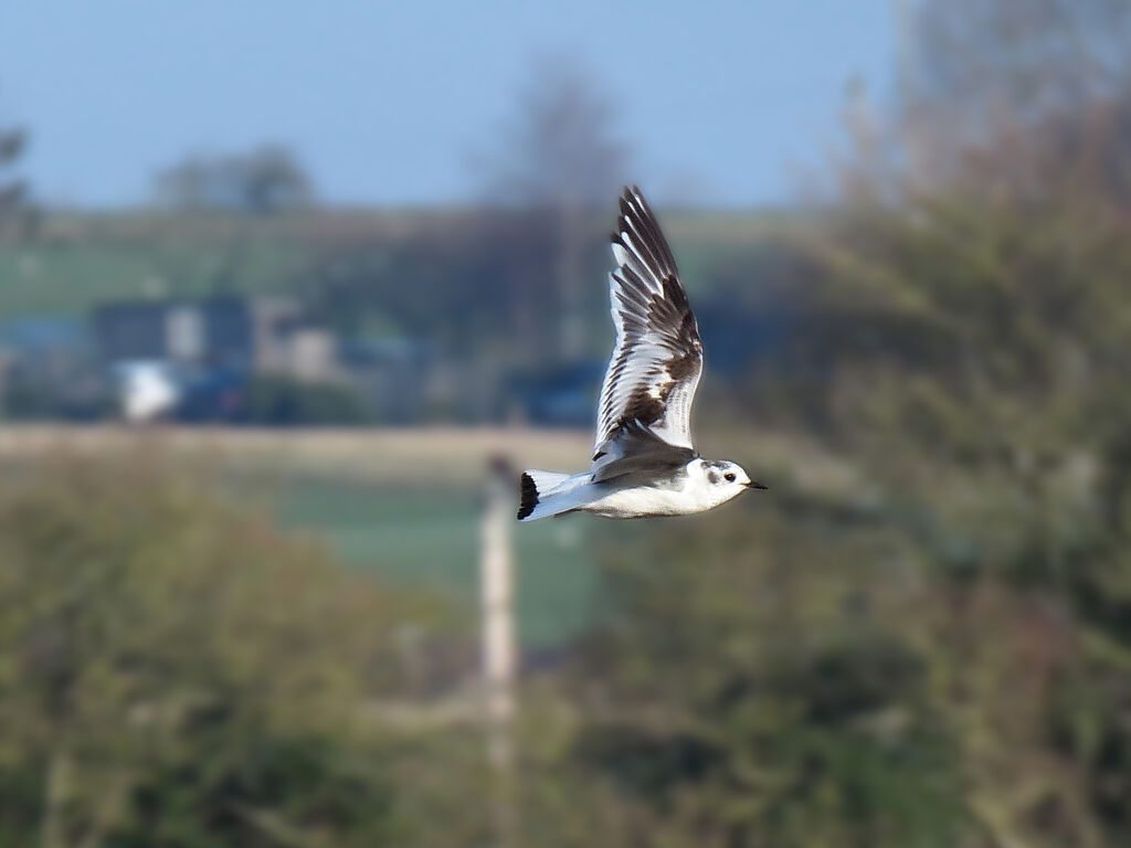 Little Gull