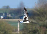 Mouette pygmée