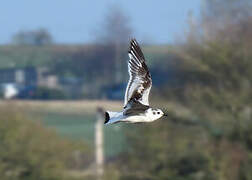 Little Gull