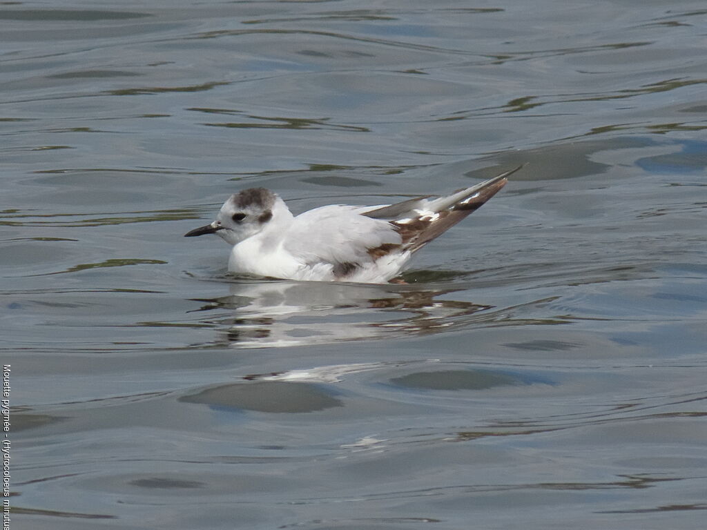 Mouette pygmée