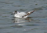 Mouette pygmée