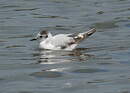 Little Gull