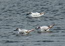 Little Gull