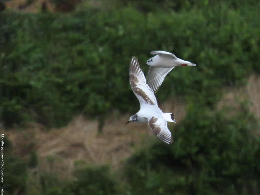 Mouette pygmée