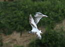 Little Gull