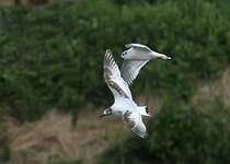 Mouette pygmée