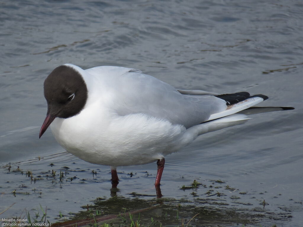 Mouette rieuse