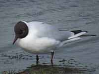 Mouette rieuse