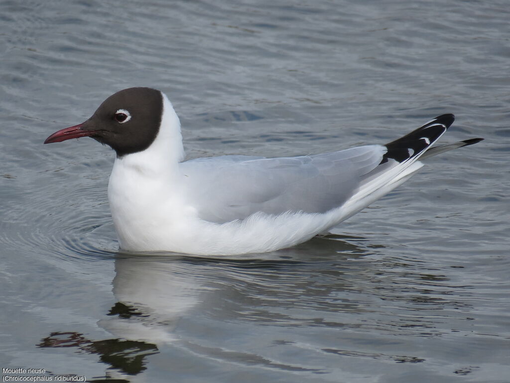 Black-headed Gull