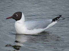 Black-headed Gull