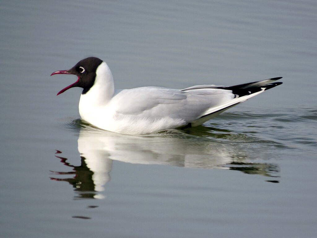 Mouette rieuse