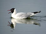 Mouette rieuse