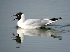 Mouette rieuse