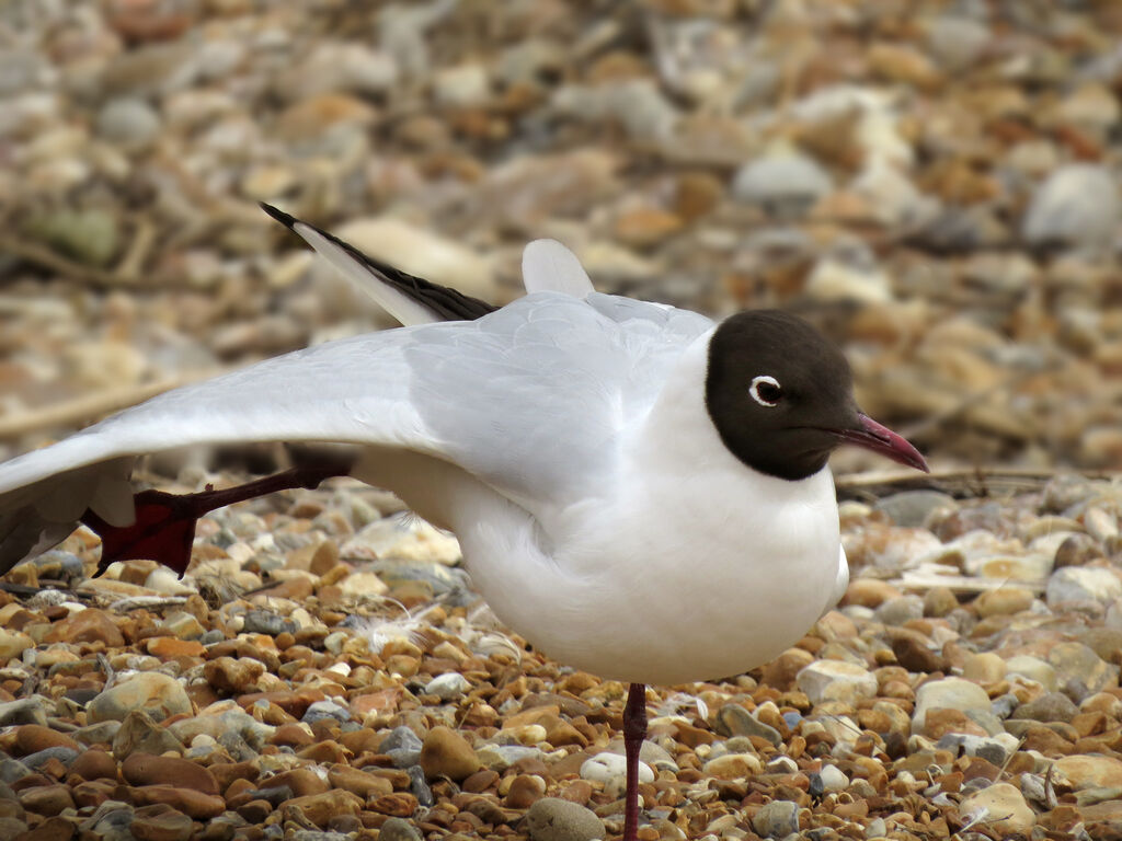 Black-headed Gull