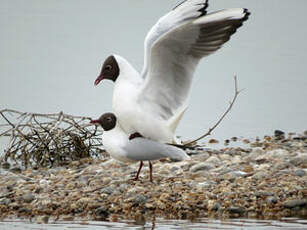 Mouette rieuse