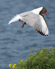 Mouette rieuse