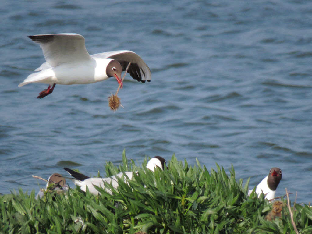 Mouette rieuse