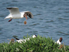 Black-headed Gull