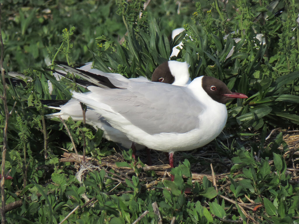 Mouette rieuse