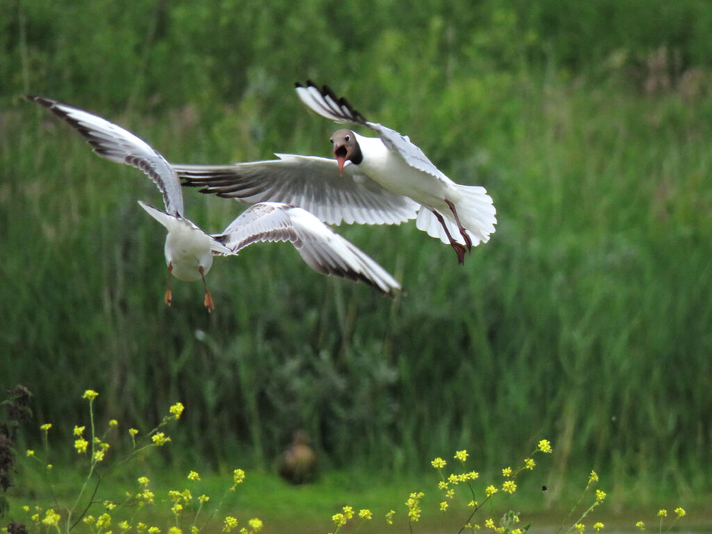 Black-headed Gull