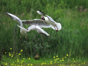 Mouette rieuse