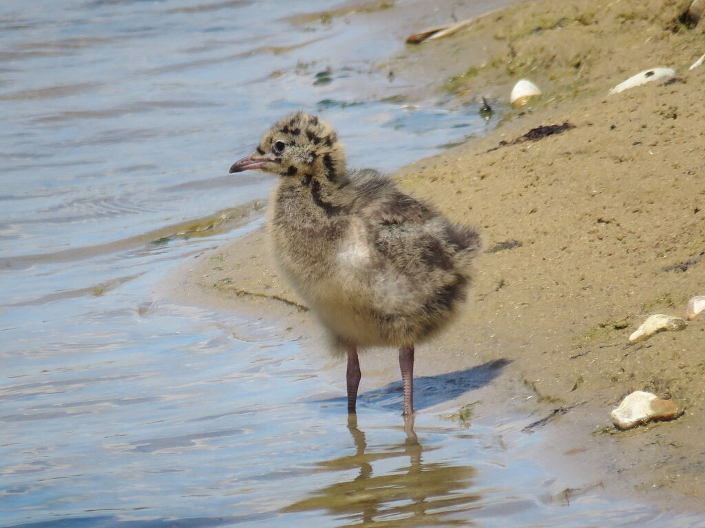 Mouette rieusejuvénile