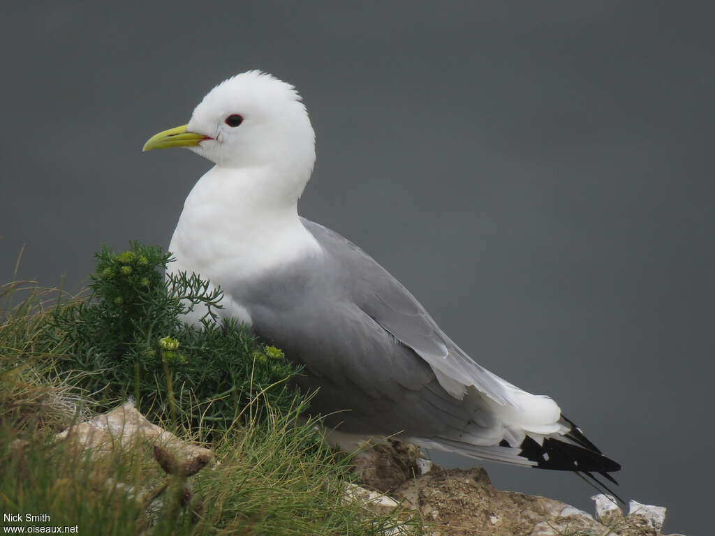 Black-legged Kittiwake