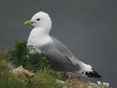 Black-legged Kittiwake