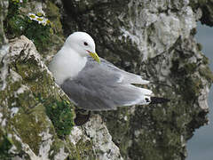 Black-legged Kittiwake