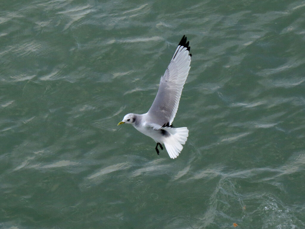 Black-legged Kittiwake