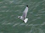 Mouette tridactyle