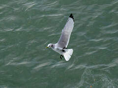 Black-legged Kittiwake