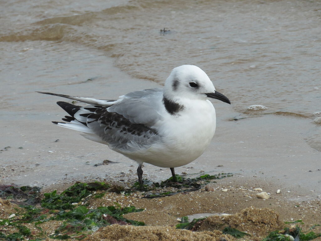 Black-legged Kittiwakeimmature