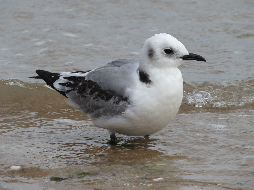 Black-legged Kittiwake