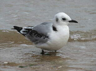 Mouette tridactyle