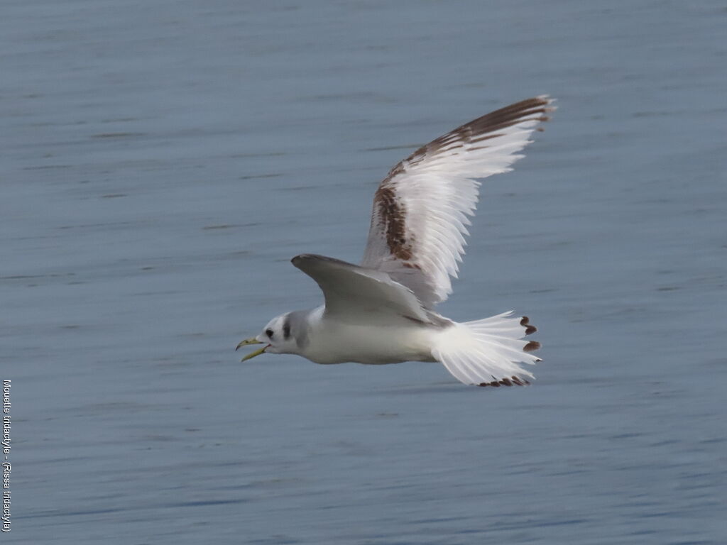Mouette tridactyle