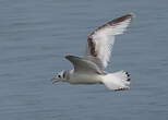 Mouette tridactyle
