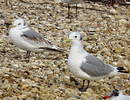 Black-legged Kittiwake