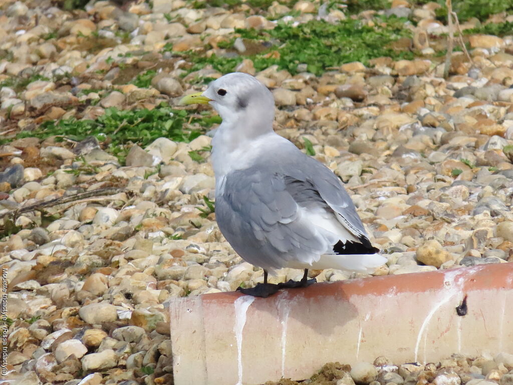 Mouette tridactyle ''
