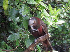 New Zealand Kaka