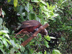 New Zealand Kaka