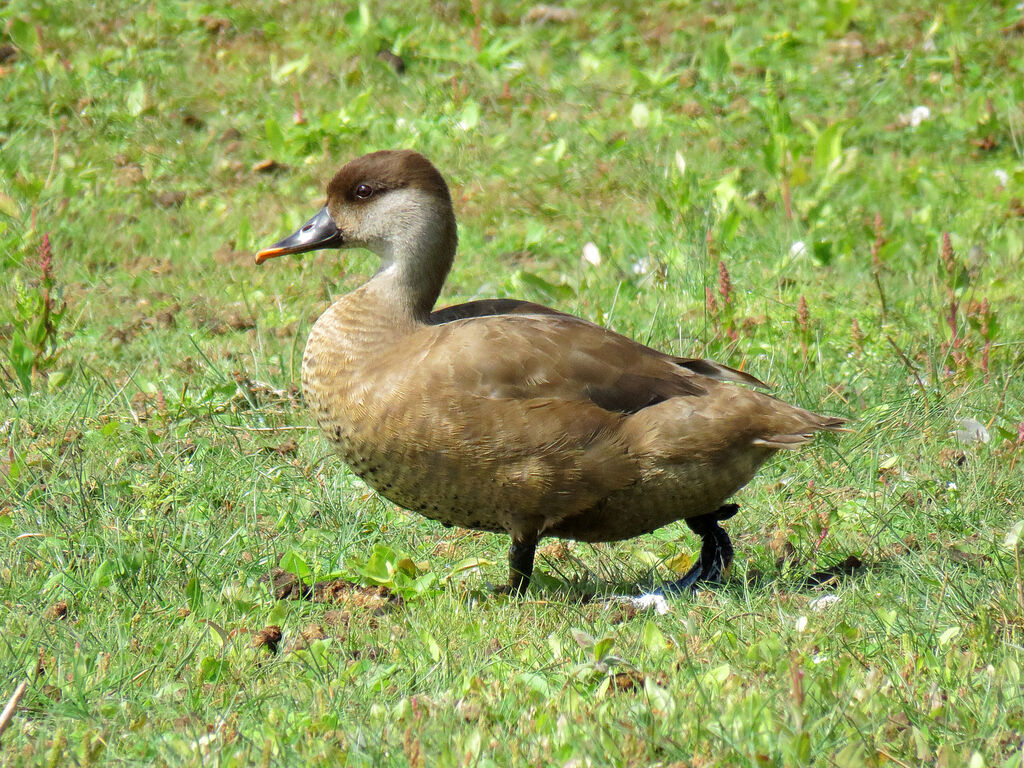 Red-crested Pochard