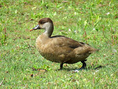 Red-crested Pochard