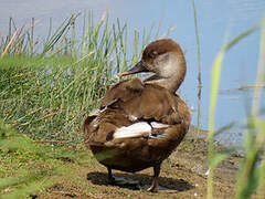 Red-crested Pochard